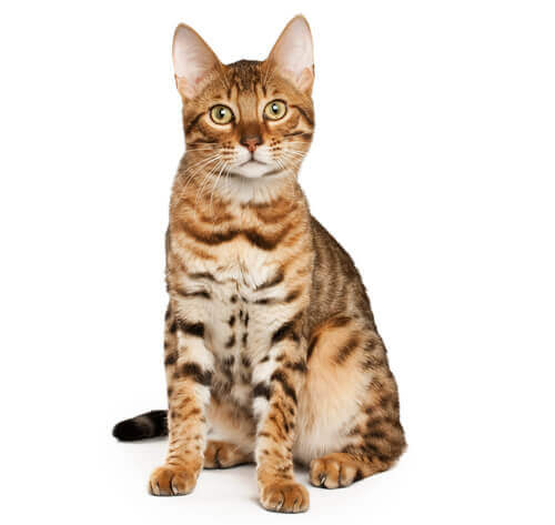 Bengal Cat Breed Information | Purina